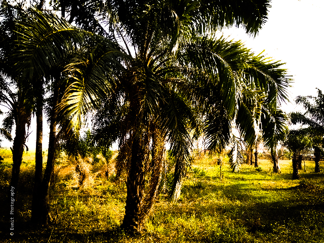 Nature plantation